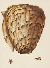Hornisse hornissennest farbdru gebraucht kaufen  Kassel