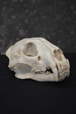Reproduction african leopard for sale  Wrightstown