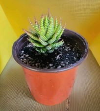 Spring sale kaktus for sale  Santa Maria