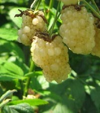 Pianta mora bianca usato  Putignano