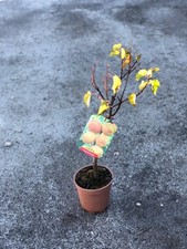 Albero nano albicocco usato  Terlizzi