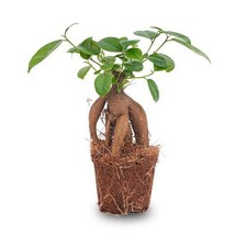 Chinesische feige ficus gebraucht kaufen  Düsseldorf