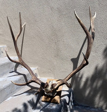 elk antlers for sale elk antlers for sale Albuquerque