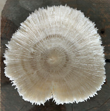 Coral natural pure for sale  UK