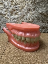 Grand modèle dentaire d'occasion  Laon