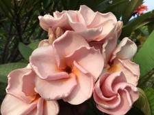 Rose quartz talea usato  Milazzo