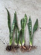 Pcs snake plant for sale  Baldwin Park