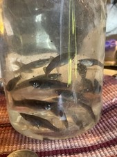 guppies fry guppy for sale guppies fry guppy for sale Palmdale