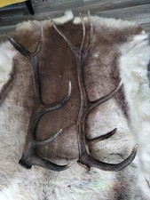 Abwurfstangen paar vom gebraucht kaufen  Bingen