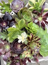 Aeonium collection lot d'occasion  Montpellier-