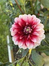 Dahlien knollen gebraucht kaufen  Zeulenroda-Triebes