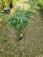 Robusta formidable bamboo for sale  EGHAM