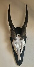 Riesige elandantilope trophäe gebraucht kaufen  Belzig