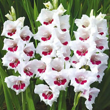 Gladioli fiorentina white for sale  WOLVERHAMPTON