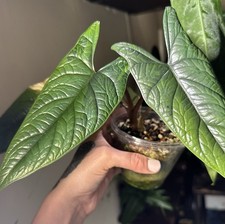 Alocasia scalprum gog for sale  Valdese