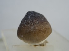 Riginal fossiler globidens gebraucht kaufen  Baienfurt
