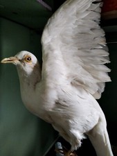 Taxidermy dove great for sale  LONDON