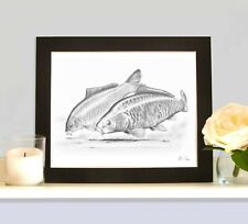 Common mirror carp for sale  HEMEL HEMPSTEAD