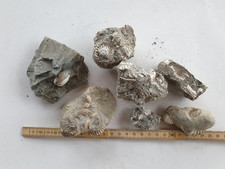 Unpräp fossilien lias gebraucht kaufen  Berg b.Neumarkt i.d.OPf.