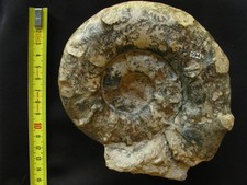 Ammonite oxfordien euaspidocer d'occasion  La Chapelle-Saint-Luc