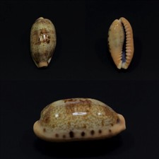 Cypraea caurica dracaena usato  Roma
