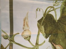 Conjunto Williams Sonoma/6: 100% algodão remendo de abóbora tecido guardanapos jantar outono!, usado comprar usado Conjunto Williams Sonoma/6: 100% algodão remendo de abóbora tecido guardanapos jantar outono!, usado comprar usado  Enviando para Brazil