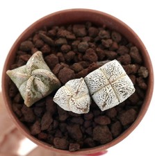 Astrophytum myriostigma pot usato  Napoli