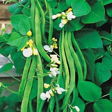 Bean white lady for sale  SALISBURY