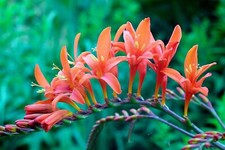 Masoniorum crocosmia bulbs for sale  Brooklyn