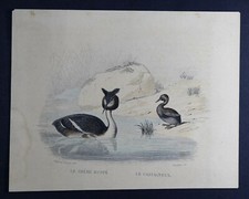 Gravure buffon oiseaux d'occasion  Lyon III
