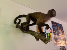 Wall hanging capuchin for sale  San Diego