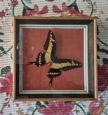 King swallowtail framed for sale  BURY