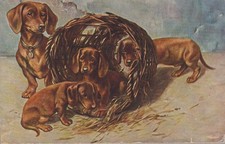 Vintage Dackel Dachshund Teckel na cesta. PC Old Dog., usado comprar usado  Enviando para Brazil