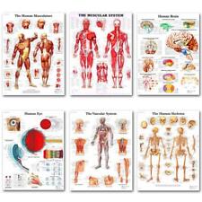 Póster de seda anatomía cerebral cuerpo humano sistema esquelético educación médica segunda mano  Embacar hacia Mexico