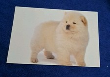 chow chow gebraucht kaufen chow chow gebraucht kaufen Hamburg