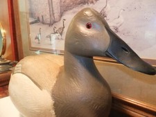 Rare canvasback hen for sale  Bland