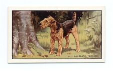 Lakeland terrier gallaher for sale  COLEFORD