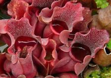 sarracenia usato sarracenia usato Reggio Calabria