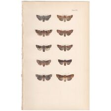 Morris moths antique for sale  Chicago