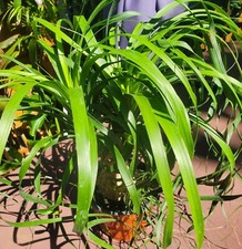 Ponytail palm beaucarnea for sale  Saint Petersburg