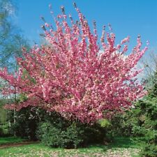Prunus kanzan stamm gebraucht kaufen  Westerstede