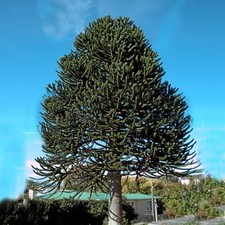 Araucaria araucana monkey for sale  UK