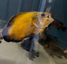 Oscar cichlid freshwater for sale  Melrose Park