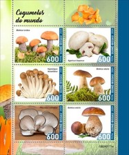 Funghi guinea bissau usato  Napoli