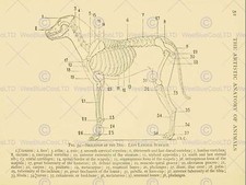 Drawing page anatomy for sale  EDINBURGH