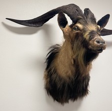 Taxidermy catalina goat for sale  Prairieville