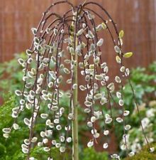 Dwarf weeping willow for sale  ROCHESTER
