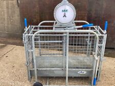 Iae sheep lamb for sale  CHORLEY