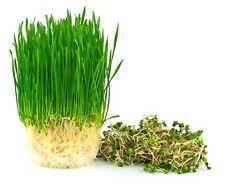 Wheatgrass seeds hard for sale  Russell