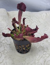 Sarracenia catesbaei pitcher for sale  Wilmington
